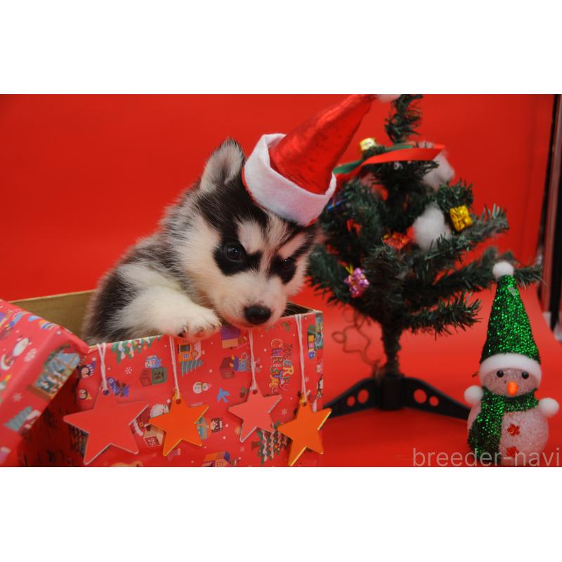 販売中の岡山県のシベリアンハスキー-431015の2枚目