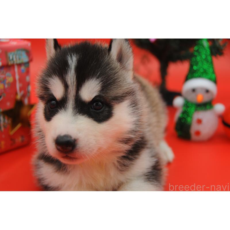 販売中の岡山県のシベリアンハスキー-431016の6枚目