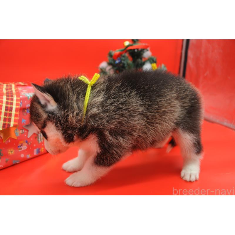 販売中の岡山県のシベリアンハスキー-431016の5枚目