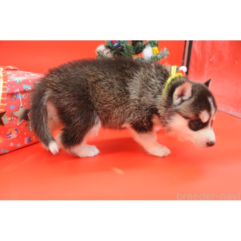 販売中の岡山県のシベリアンハスキー-431016の4枚目