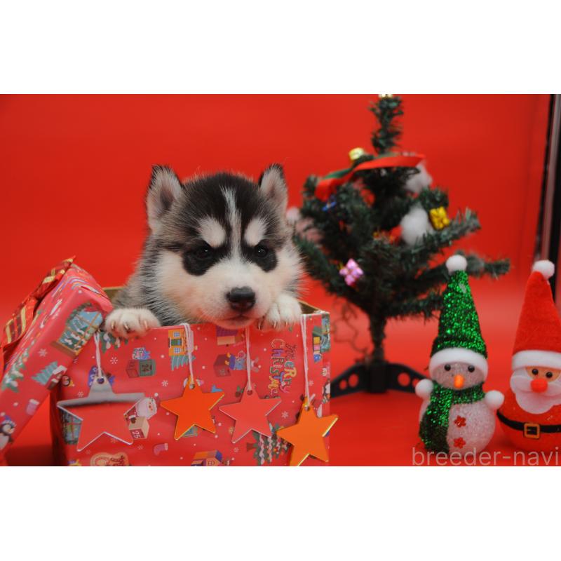 販売中の岡山県のシベリアンハスキー-431016