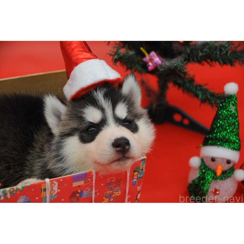 販売中の岡山県のシベリアンハスキー-431016の2枚目