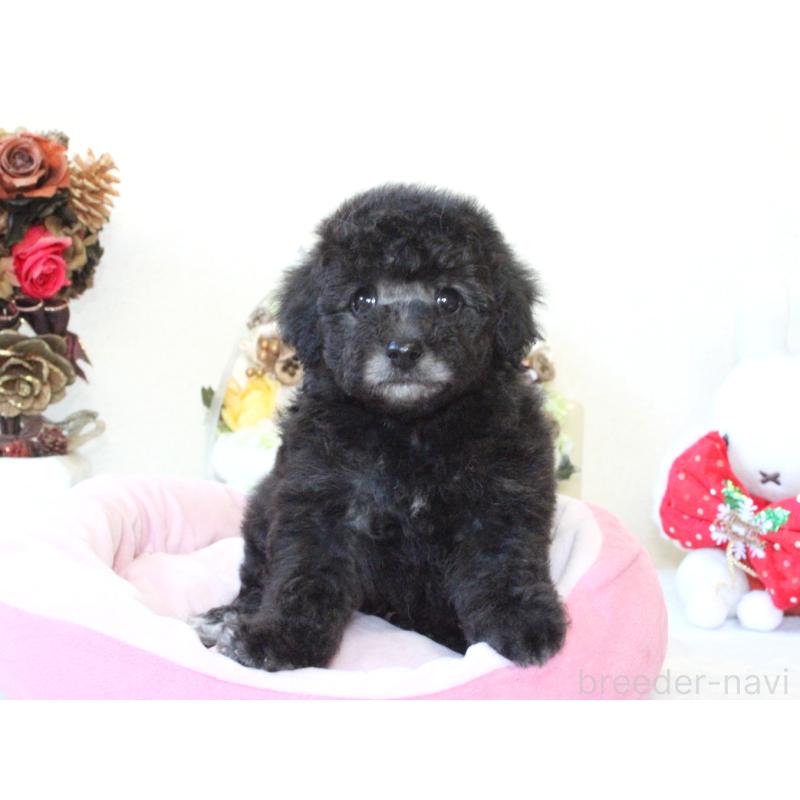 販売中の兵庫県のトイプードル-431017の9枚目