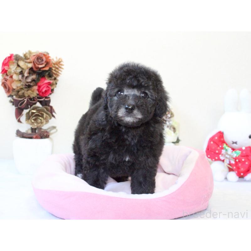 販売中の兵庫県のトイプードル-431017の8枚目