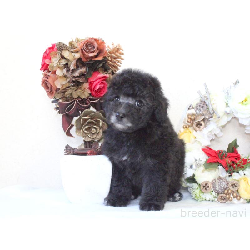 販売中の兵庫県のトイプードル-431017の7枚目