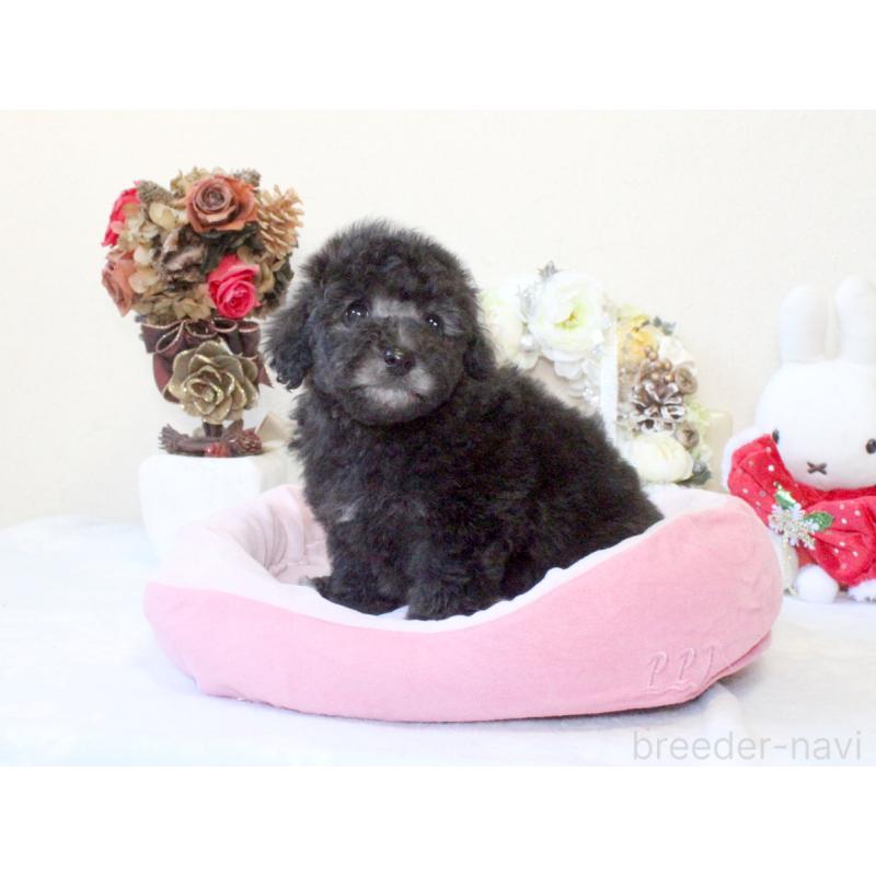 販売中の兵庫県のトイプードル-431017の6枚目