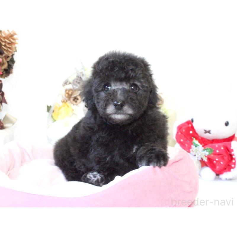 販売中の兵庫県のトイプードル-431017の5枚目