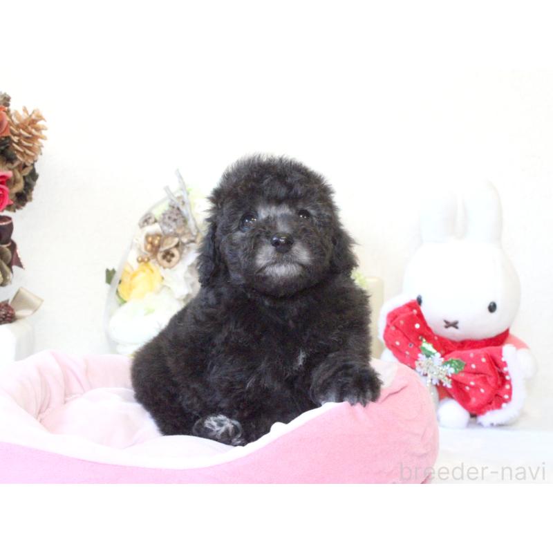 販売中の兵庫県のトイプードル-431017の4枚目