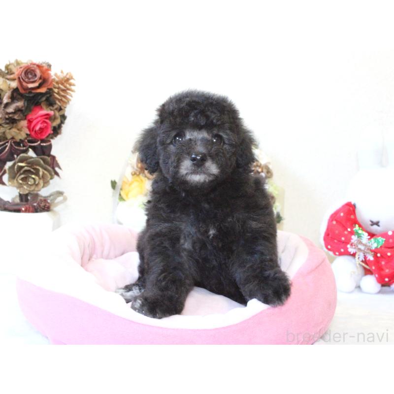 販売中の兵庫県のトイプードル-431017の3枚目