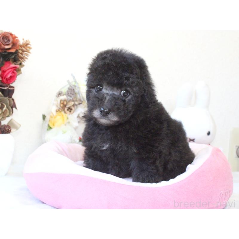 販売中の兵庫県のトイプードル-431017の2枚目