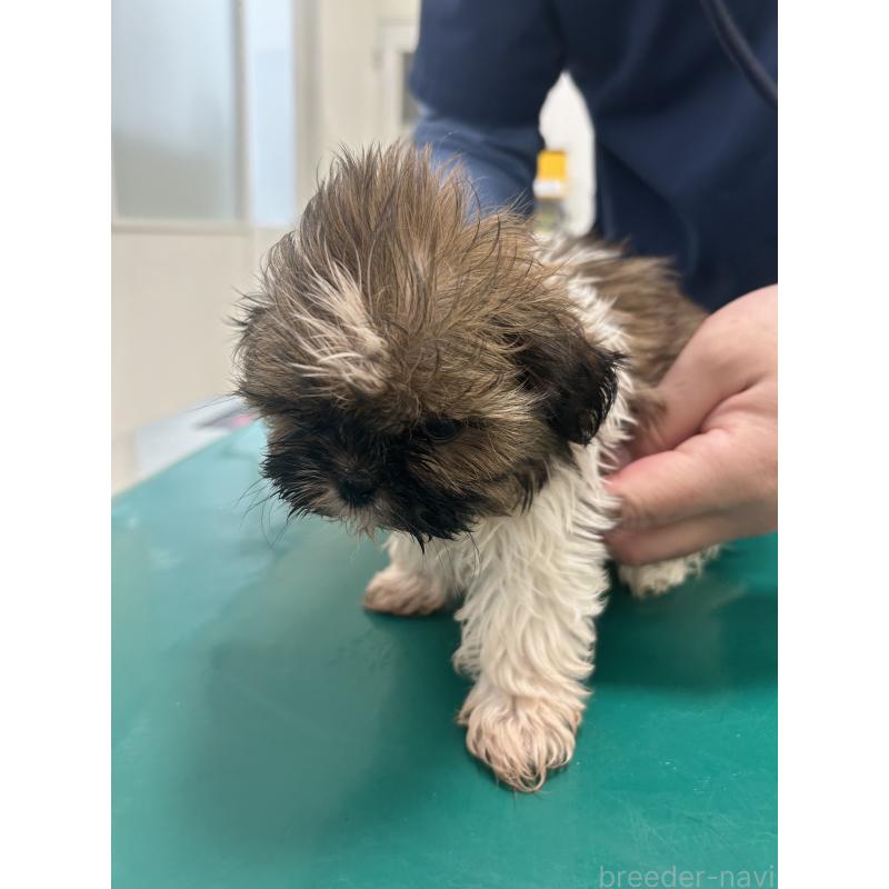 商談中の兵庫県のシーズー-426679の4枚目