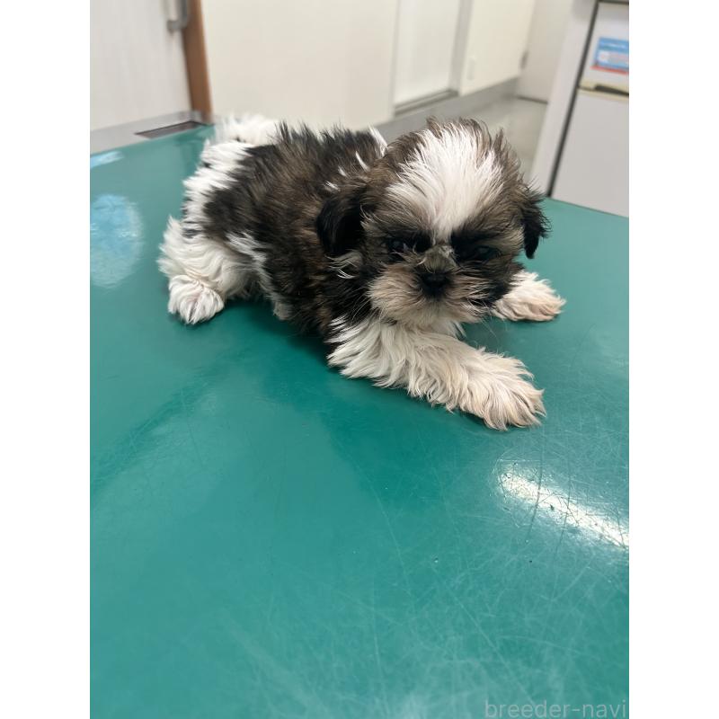 販売中の兵庫県のシーズー-426683の5枚目