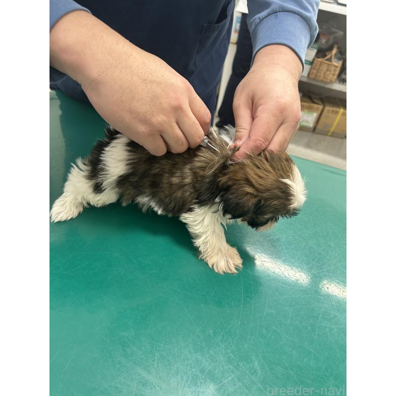 販売中の兵庫県のシーズー-426683の4枚目