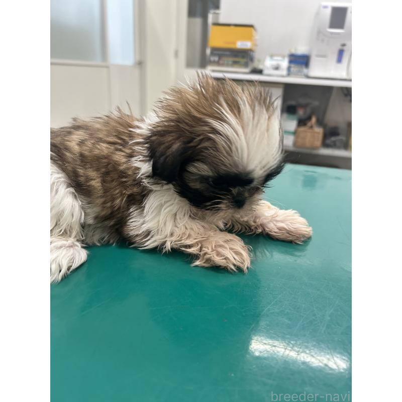 販売中の兵庫県のシーズー-426682の4枚目