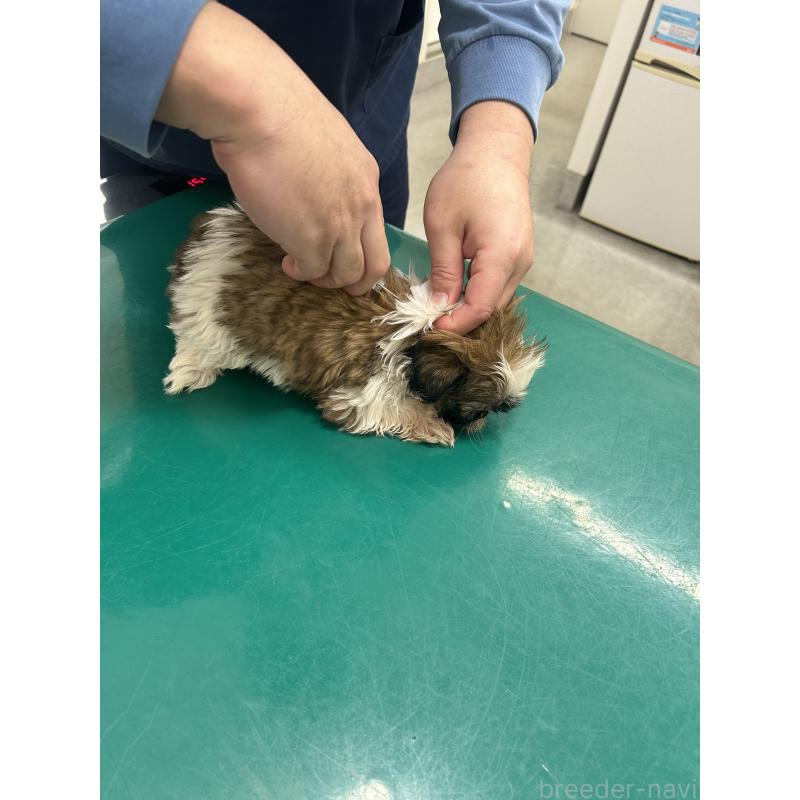 販売中の兵庫県のシーズー-426682の3枚目