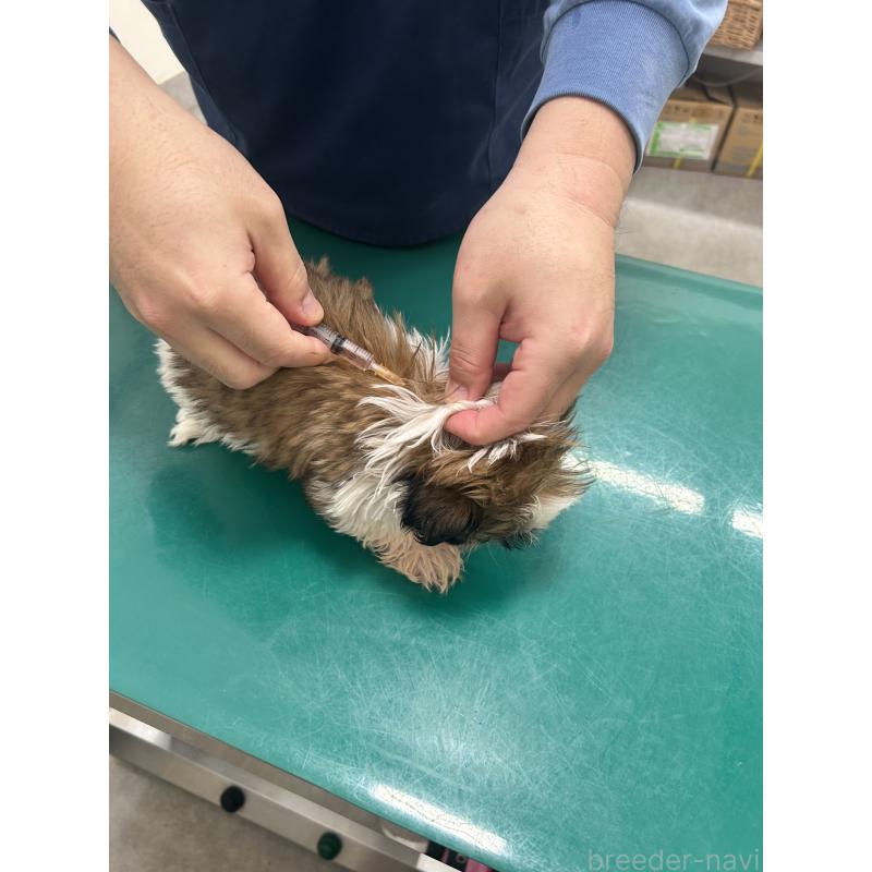 販売中の兵庫県のシーズー-426682の2枚目