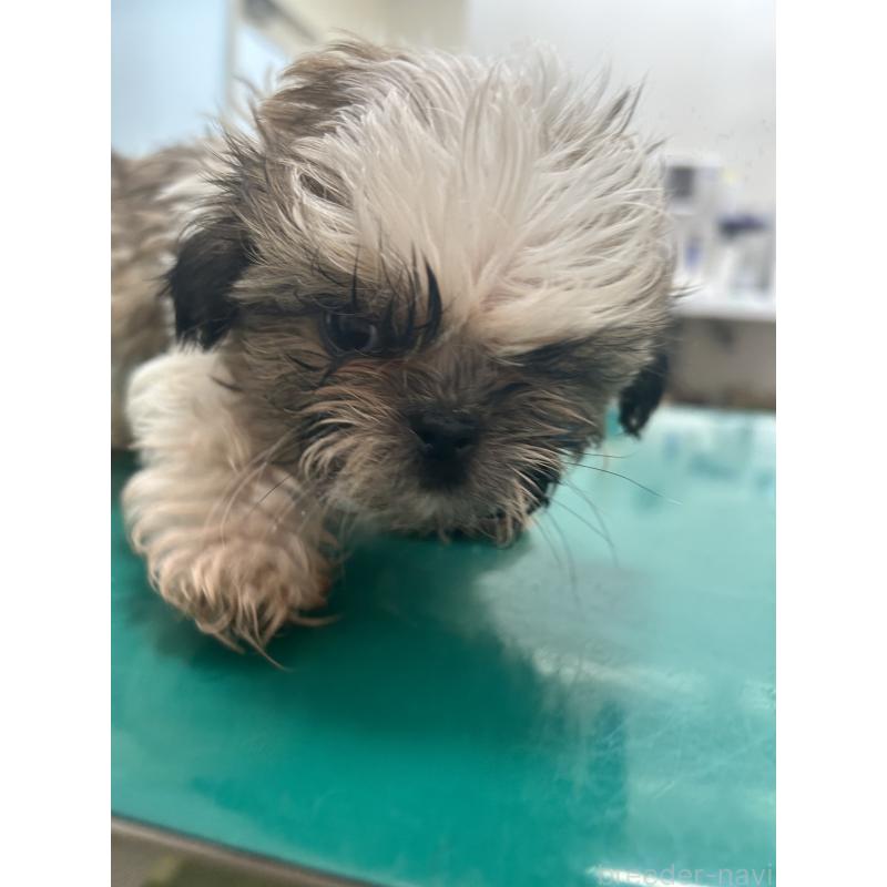 販売中の兵庫県のシーズー-426681の5枚目