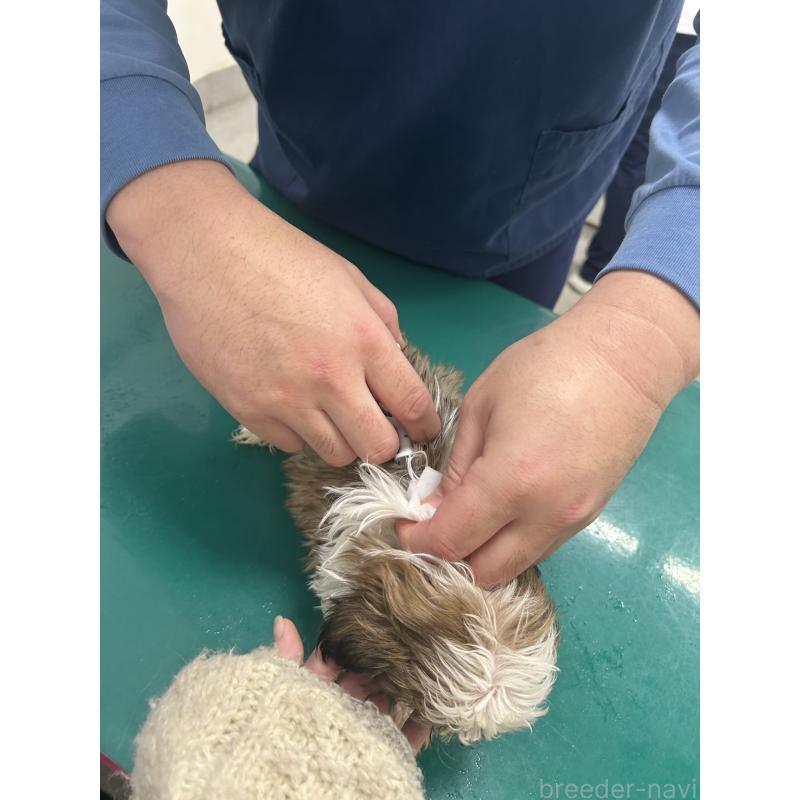 販売中の兵庫県のシーズー-426681の4枚目