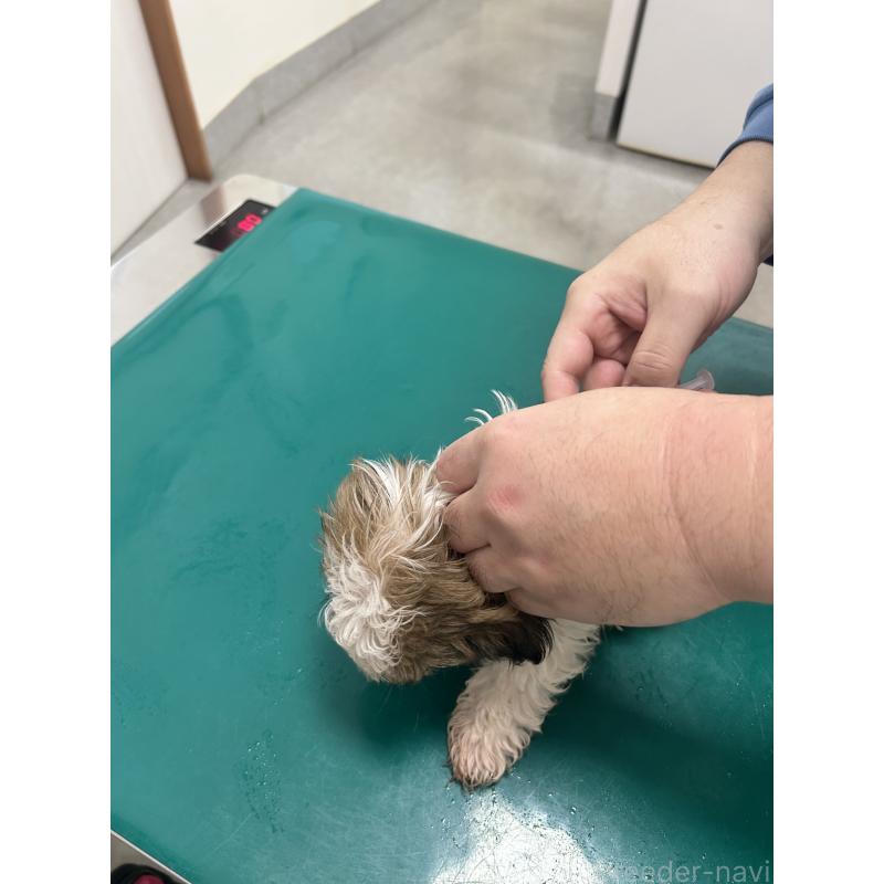 販売中の兵庫県のシーズー-426681の3枚目