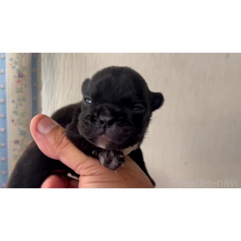 販売中の岡山県のフレンチブルドッグ-431018の4枚目