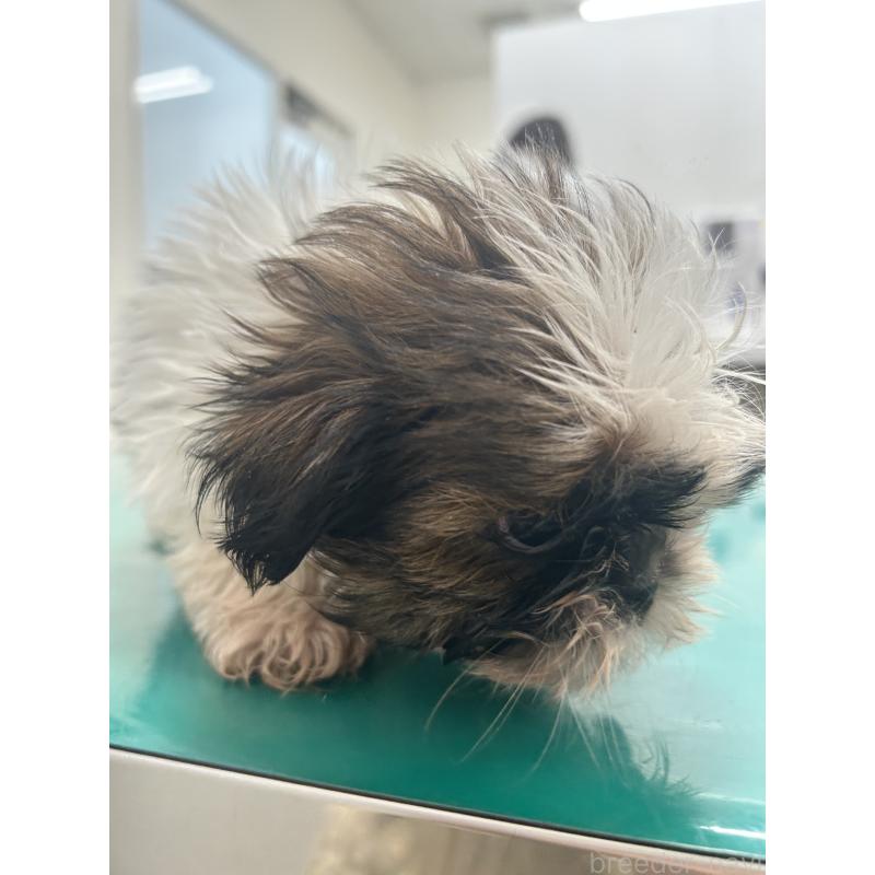 販売中の兵庫県のシーズー-426680の5枚目