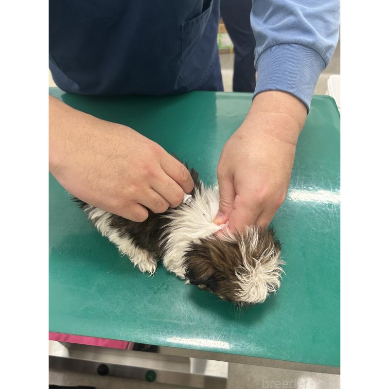 販売中の兵庫県のシーズー-426680の4枚目