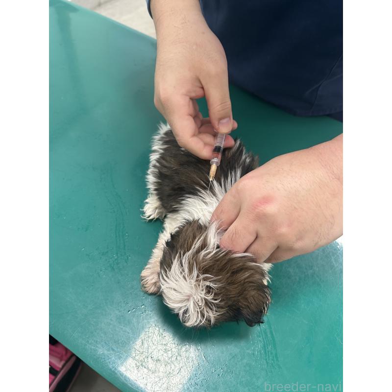 販売中の兵庫県のシーズー-426680の3枚目