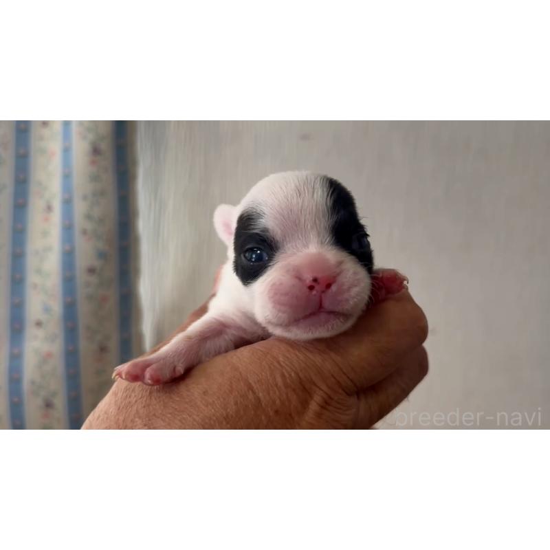 販売中の岡山県のフレンチブルドッグ-431019の6枚目