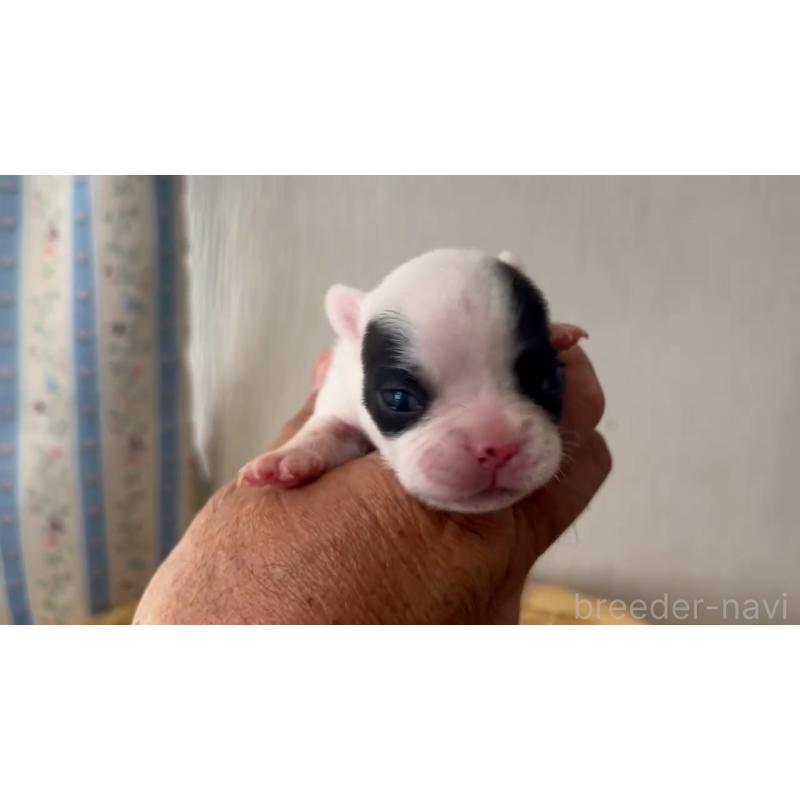 販売中の岡山県のフレンチブルドッグ-431019の5枚目