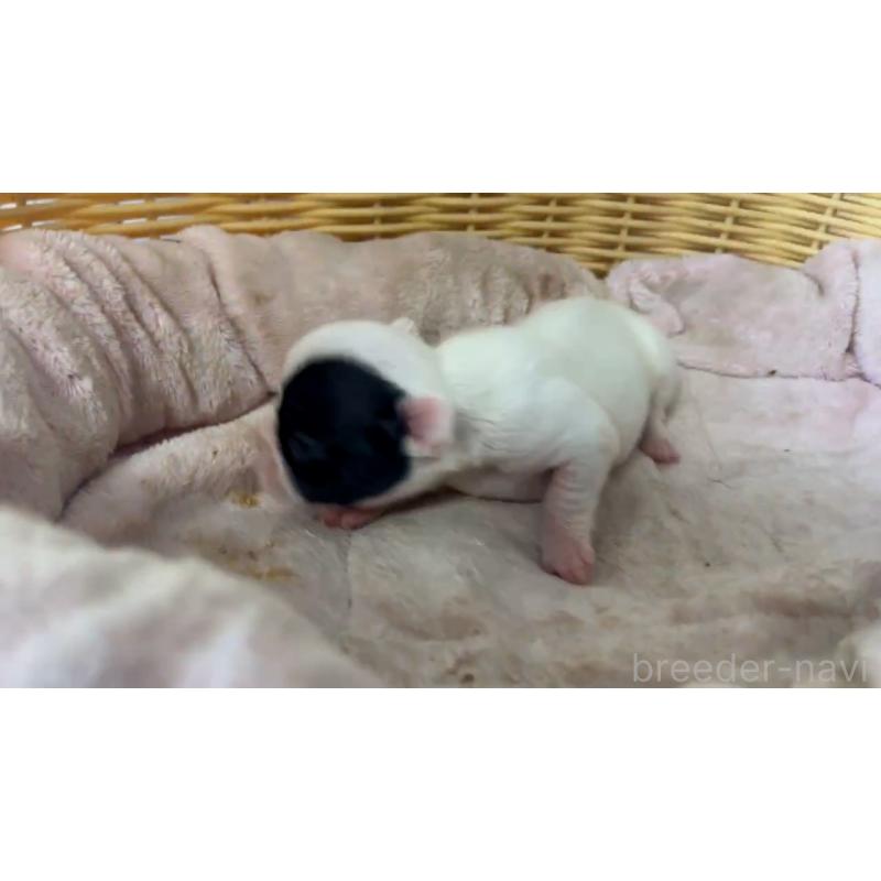 販売中の岡山県のフレンチブルドッグ-431019の3枚目