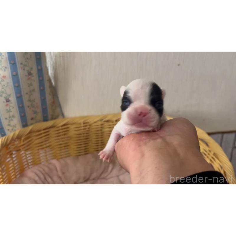 販売中の岡山県のフレンチブルドッグ-431019の2枚目