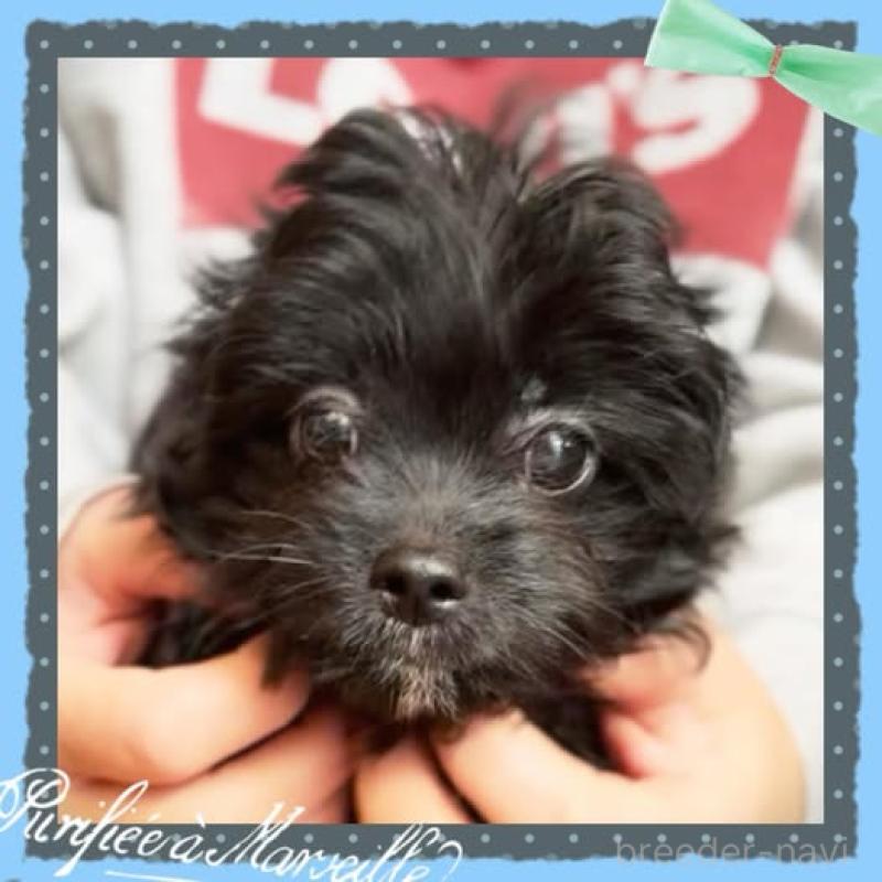 成約済の静岡県のチワプー:チワワ×トイプードル-417084の4枚目