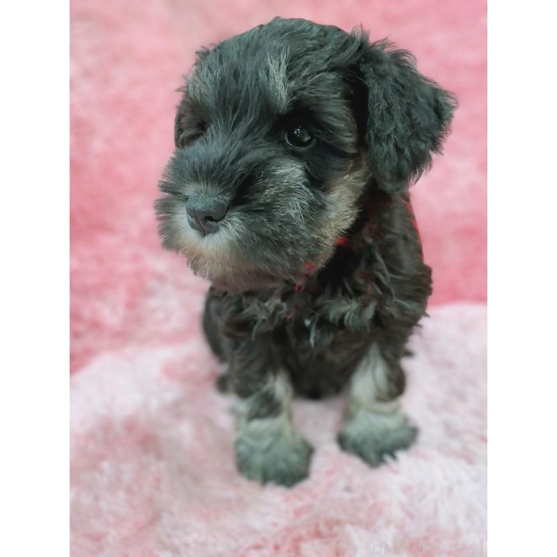 販売中の大分県のミニチュアシュナウザー-427348の11枚目