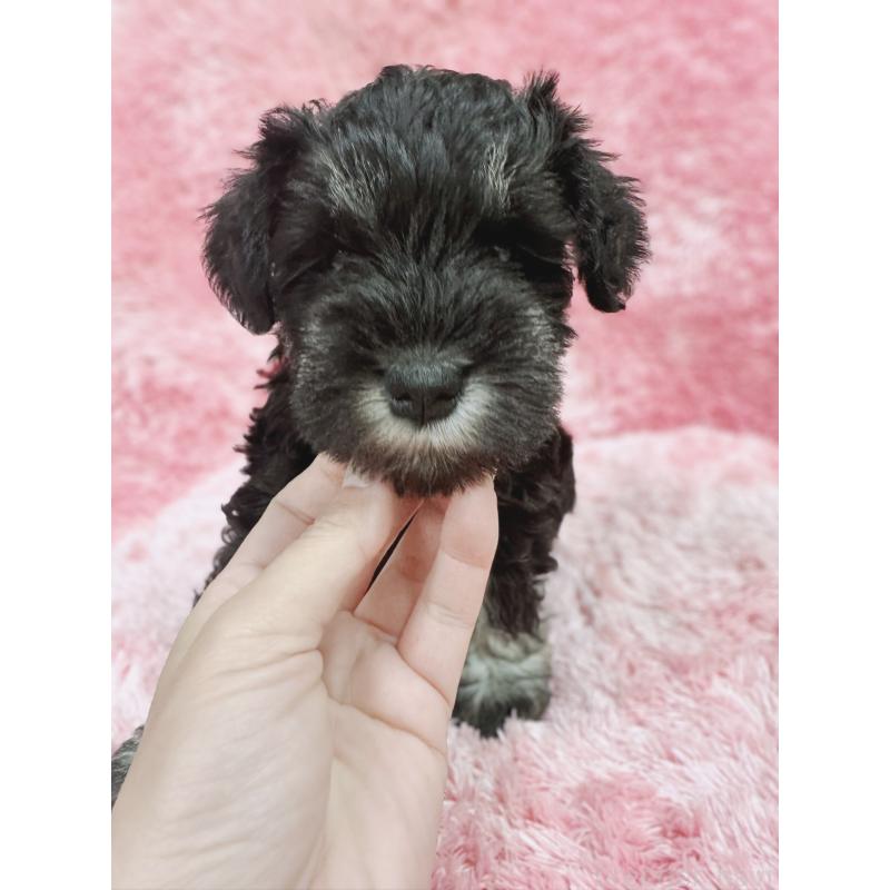 販売中の大分県のミニチュアシュナウザー-427348の10枚目