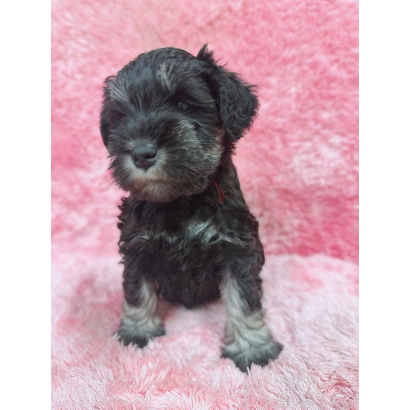 販売中の大分県のミニチュアシュナウザー-427348の9枚目