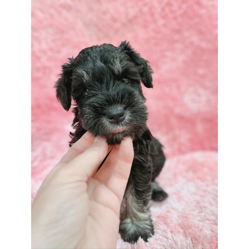 販売中の大分県のミニチュアシュナウザー-427348の8枚目