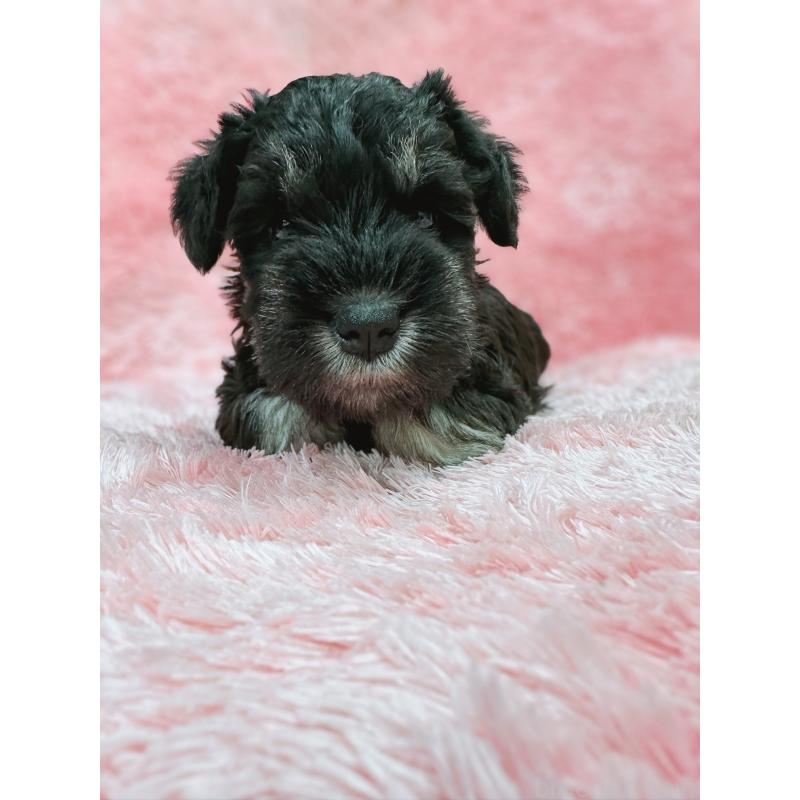 販売中の大分県のミニチュアシュナウザー-427348の7枚目