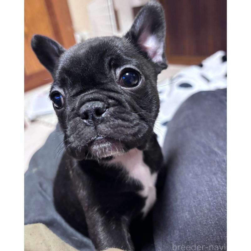 成約済の三重県のフレンチブルドッグ-426388