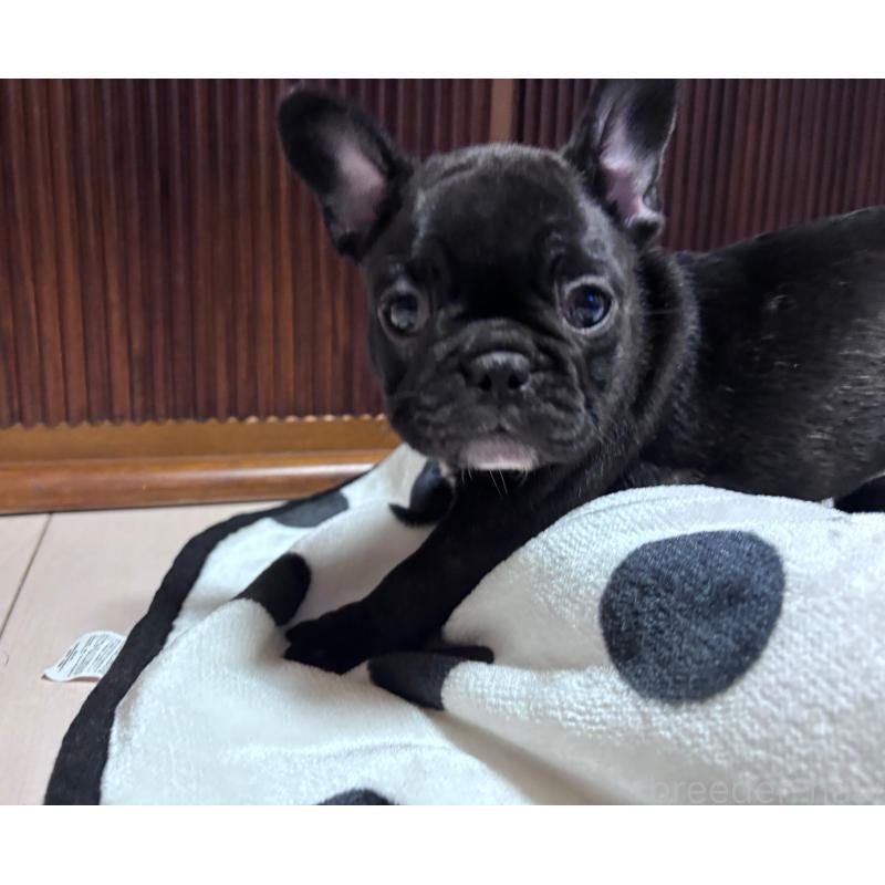 成約済の三重県のフレンチブルドッグ-426388の5枚目