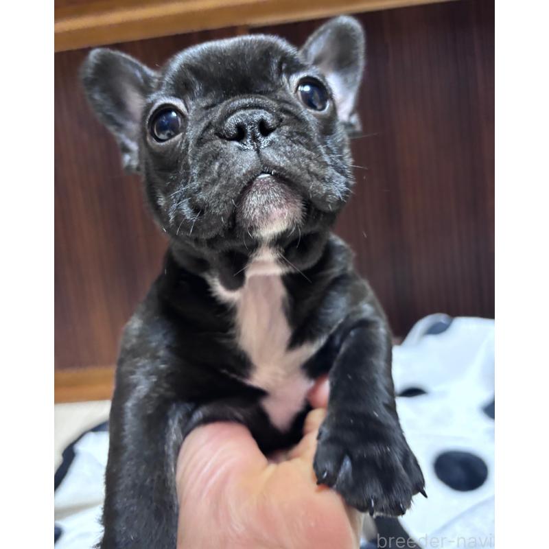 成約済の三重県のフレンチブルドッグ-426388の4枚目