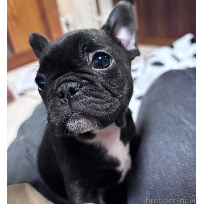 成約済の三重県のフレンチブルドッグ-426388の3枚目