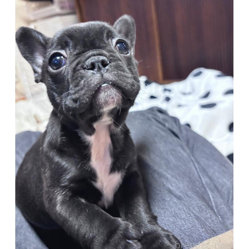 成約済の三重県のフレンチブルドッグ-426388の2枚目