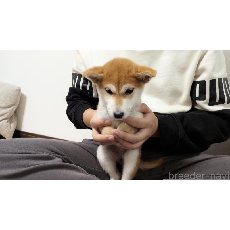 販売中の茨城県の柴犬-418731の5枚目