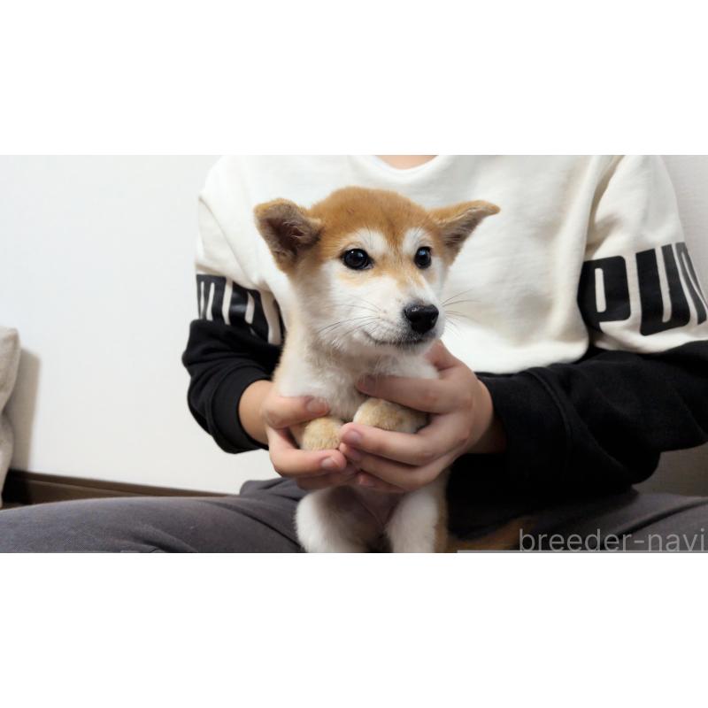 販売中の茨城県の柴犬-418731の4枚目