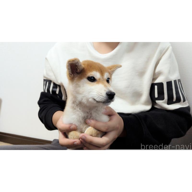 販売中の茨城県の柴犬-418731の3枚目