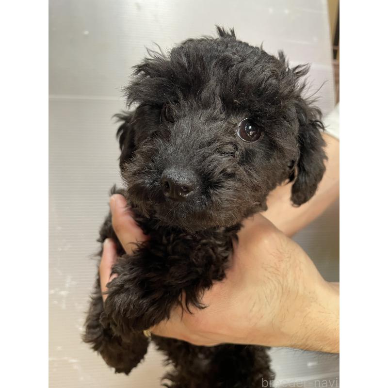 販売中の静岡県のトイプードル-385795の2枚目