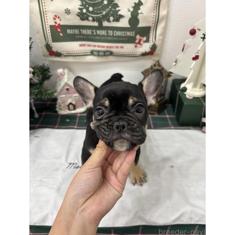 販売中の千葉県のフレンチブルドッグ-427809の7枚目
