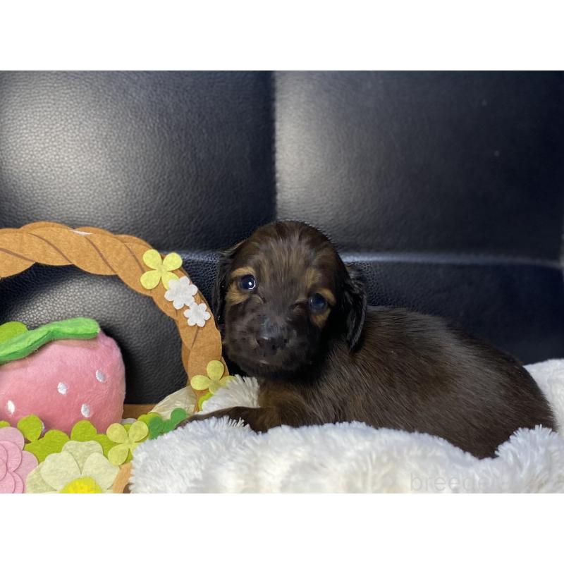 販売中の岐阜県のミニチュアダックスフンド(ロングヘアード)-429177の7枚目