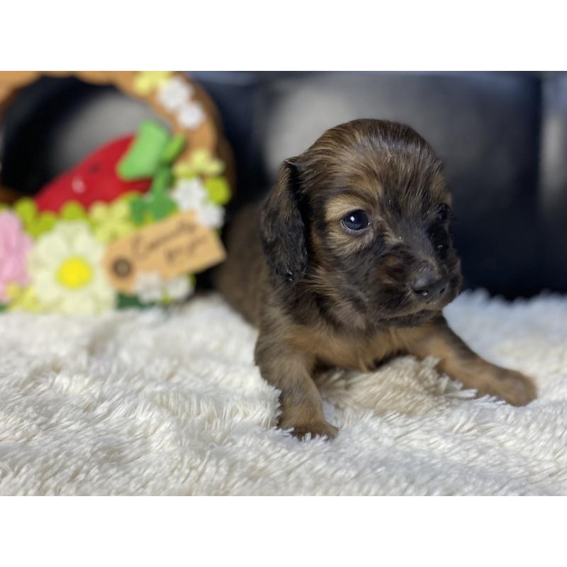 販売中の岐阜県のミニチュアダックスフンド(ロングヘアード)-429177の6枚目