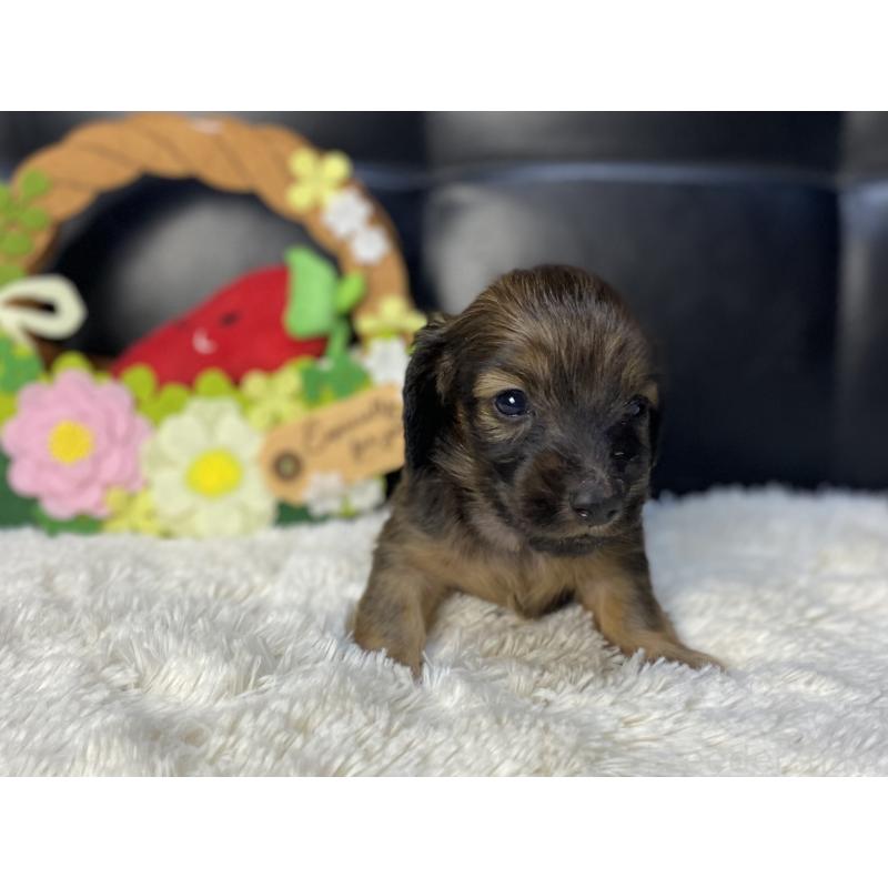 販売中の岐阜県のミニチュアダックスフンド(ロングヘアード)-429177の5枚目